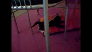 Poezze In The House....