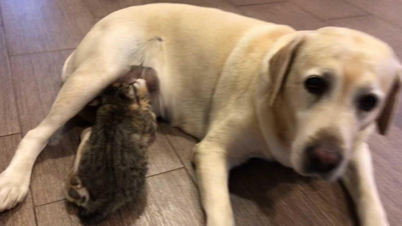 Dog breastfeeding kitten