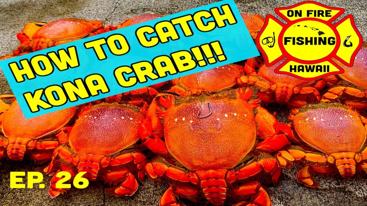 How To Catch Kona Crabs In Hawaii ON FIRE FISHING HAWAII EP 26 how-to-catch-kona-crabs-in-hawaii-on-fire-fishing-hawaii-ep-26