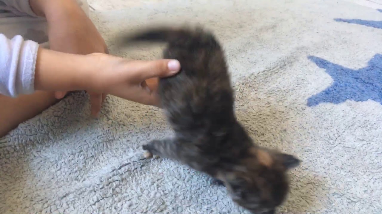 Voici mon nouveau petit chaton 🐱 - YouTube