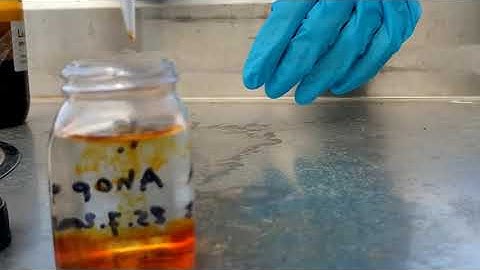 phytoplankton fixation