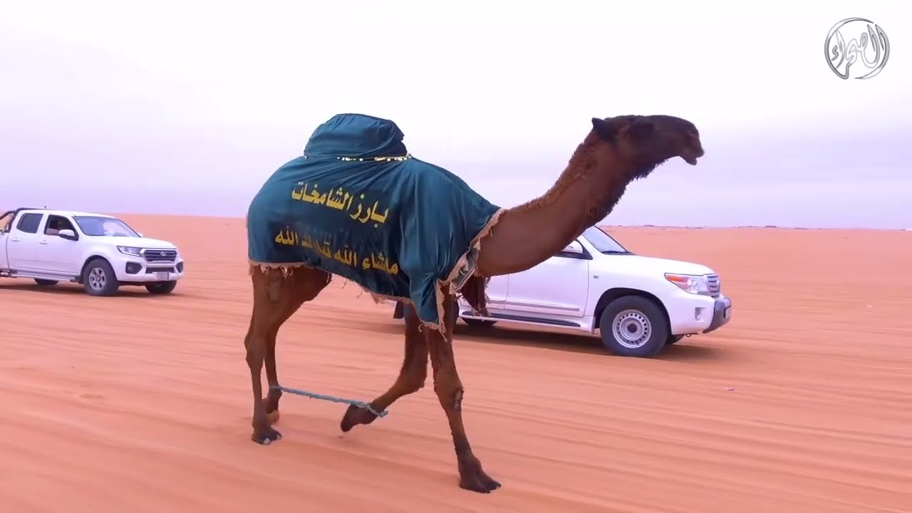 منقية الشامخات | مالك الإبل / محمد بن عبدالله العامري السبيعي