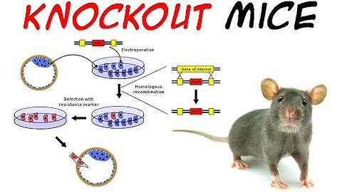 Knockout mice