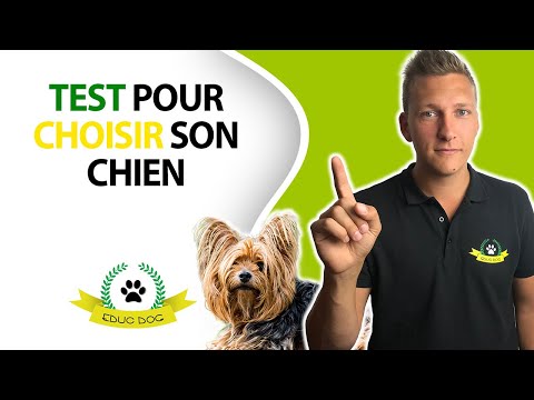 Vidéo: Choisir Un Chien : Comment Bien Le Faire