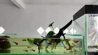 aquarium mini panjang untuk ikan guppy 60x10cm