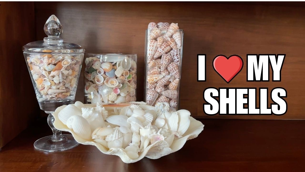 What does a seashell collection look like? I shell every week and I'll share what I keep.
