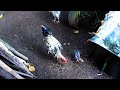Cara Beri Makan Ayam