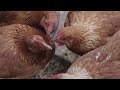 INVESTIGATION: The Egg Industry’s Cruel Practice of Forced Molting