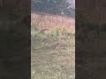 1 white horn and 1 dark. Maybe good youth day bucks?