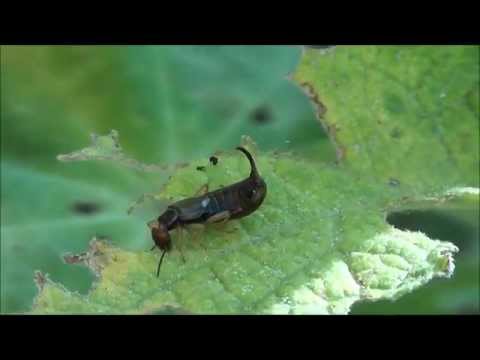 Earwig ("The Pincer Attack")