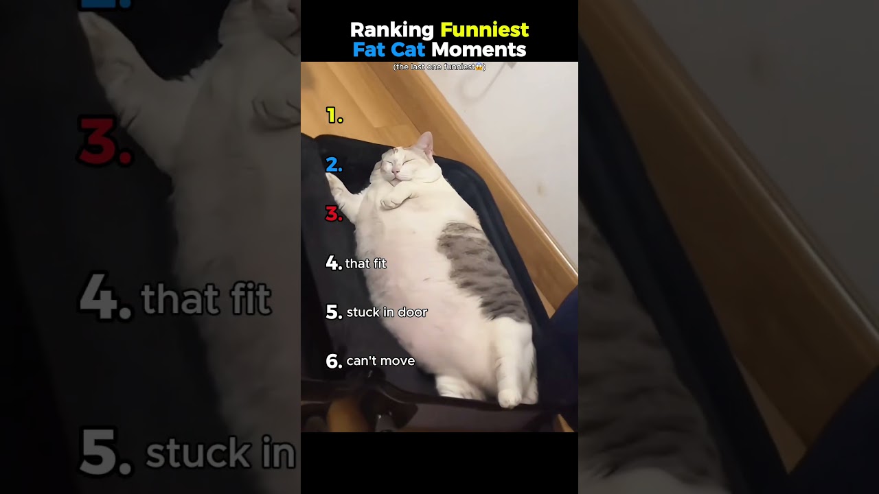 Рейтинг самых смешных моментов с толстым котом 