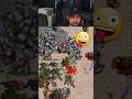 WILLZERA de ED no X1 Tibia gameplay tibia tibiapk WILLZERA de ED no X1 Tibia gameplay tibia tibiapk