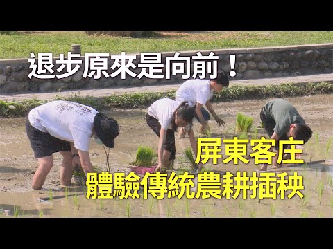 退步原來是向前！屏東客庄體驗傳統農耕插秧 - 屏東旅遊 - 新唐人亞太電視台