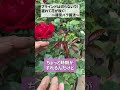 ブラインドは切っちゃダメ!　#篠宮バラ園