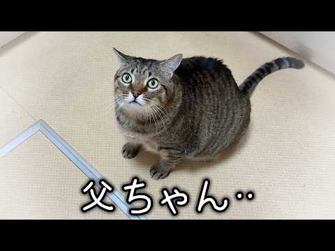 父が退院して1週間経ったら愛猫の態度がこうなりました。【元野良猫・保護猫】