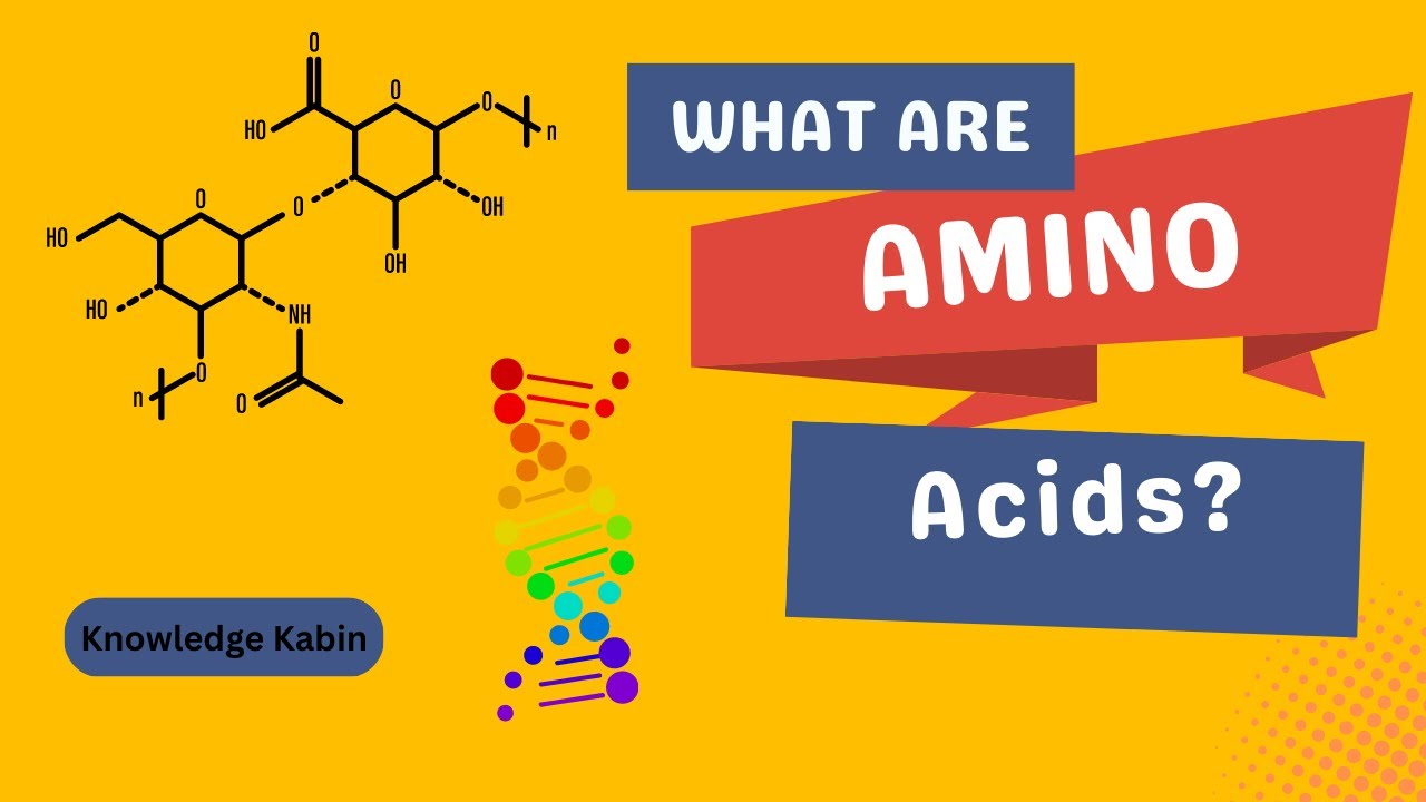 What are Amino acids? YouTube