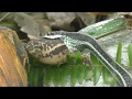 Snake eats Toad, Life and Death Battle- Warning, Graphic