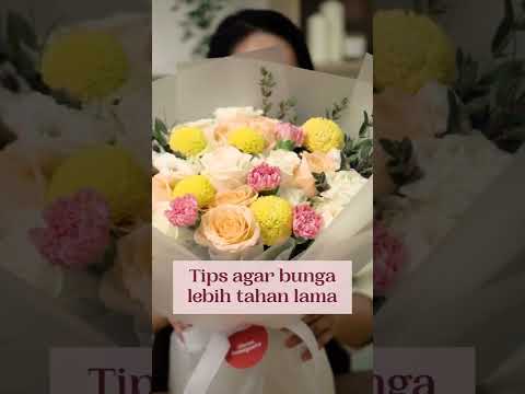 Video: Mengapa Snapdragons Saya Layu - Alasan Snapdragons Yang Layu