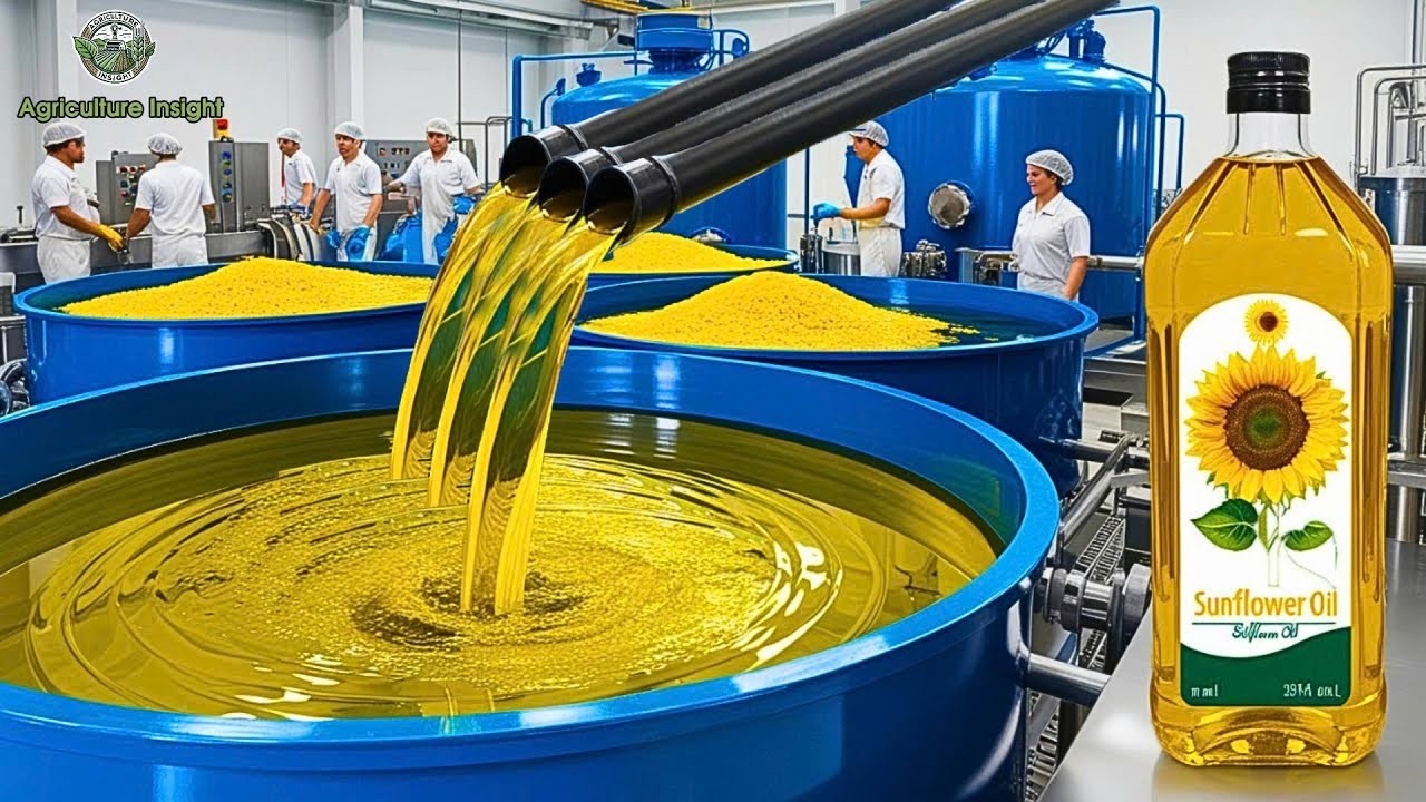 Como o óleo de girassol é produzido - Uma colheita incrível de bilhões ...