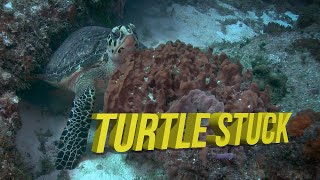 Stuck Turtle Underwater Video by Liquid Motion® - Underwater Video Footage, Photography, Film & Art