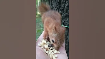 Будет ли бельчонок есть чищеные кедровые орехи / Will the squirrel eat peeled cedar nuts