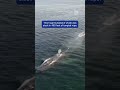 From danger to freedom—crews worked tirelessly to save Wiggins the humpback off Vancouver’s coast.