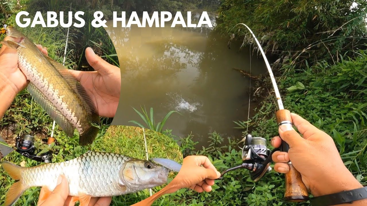 GAk RUGI NEKAT MANCING DI SPOT TENGAH SAWAH‼️IKAN HAMPALA DAN GABUS NYA GANAS
