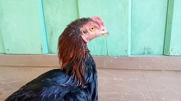 Saib me nyuam qaib mos zoo nkauj nawj 11/12/2019