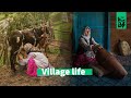 Village life in northern mountains livestock in the mountains organic dairy