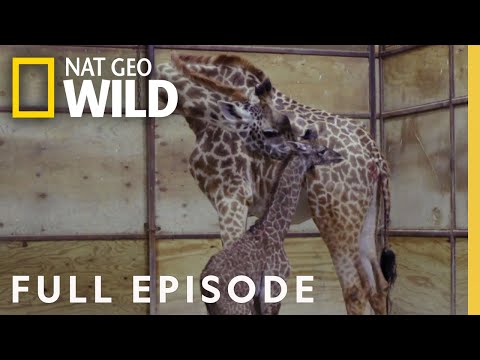 A Giraffe is Born (Full Episode) | Secrets of the Zoo