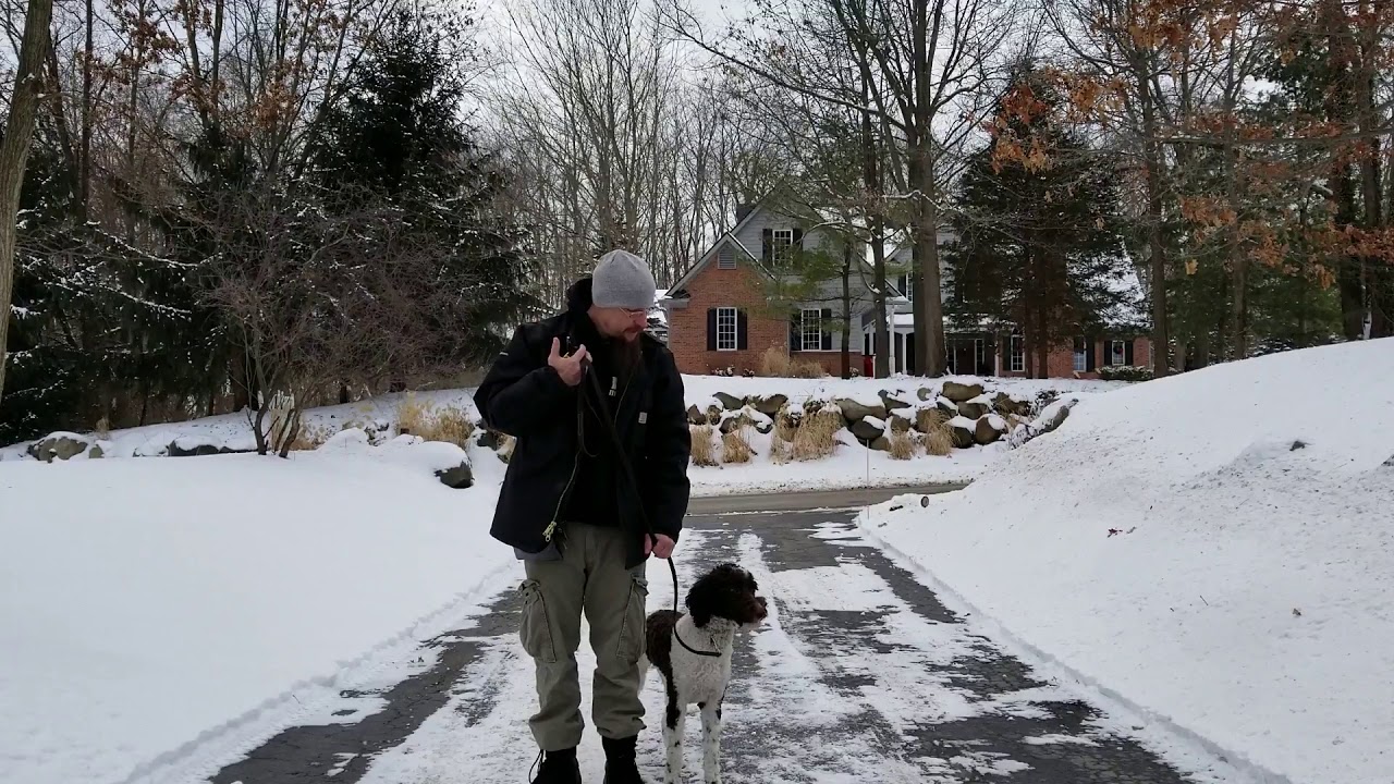 k9 heights dog training