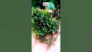 Mosses 😍❤ #shorts #nature #srilanka