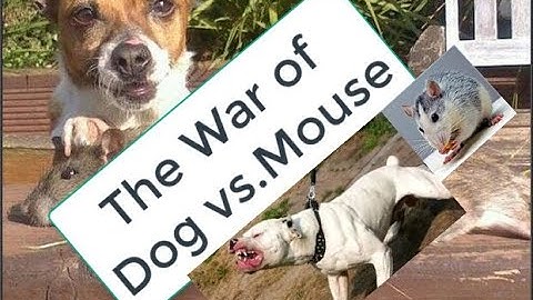 Chó Mông cộc tập săn chuột