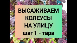 ВЫСАДКА КОЛЕУСОВ НА УЛИЦУ. шаг 1 - тара