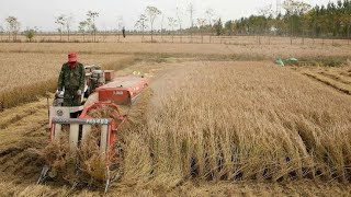 Mini harvester machine in India|Mini combine harvester|Rice/Wheat harvester|Crop harvester machine. by Egyan Farm Machine 203,792 views 3 years ago 3 minutes, 11 seconds