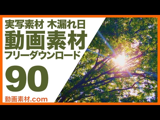 実写素材 木漏れ日 フリー動画素材10本追加 動画素材 Com ブログ