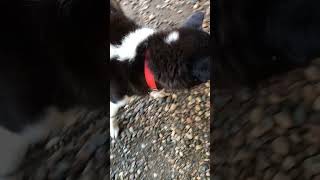 クンクンパンダ #犬のいる暮らし #猟犬 #猪猟 #犬 #犬動画 #狩猟