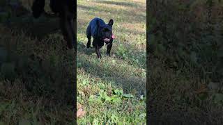 4K Cutie pie French Bulldog runs to say 'Hello!' #bulldogs #frenchbulldog #bulldogs #dogs #dog