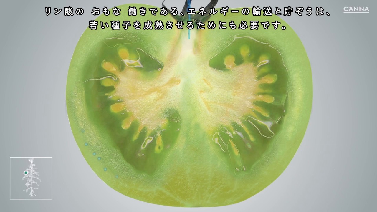 OnlineShop daikage / CANNA PK13/14