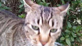 キジトラ野良猫の頭突き、スリスリが超カワイイ