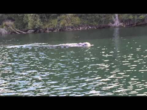 Thumbnail for Loch Ness Monster sighted in Sydney Australia