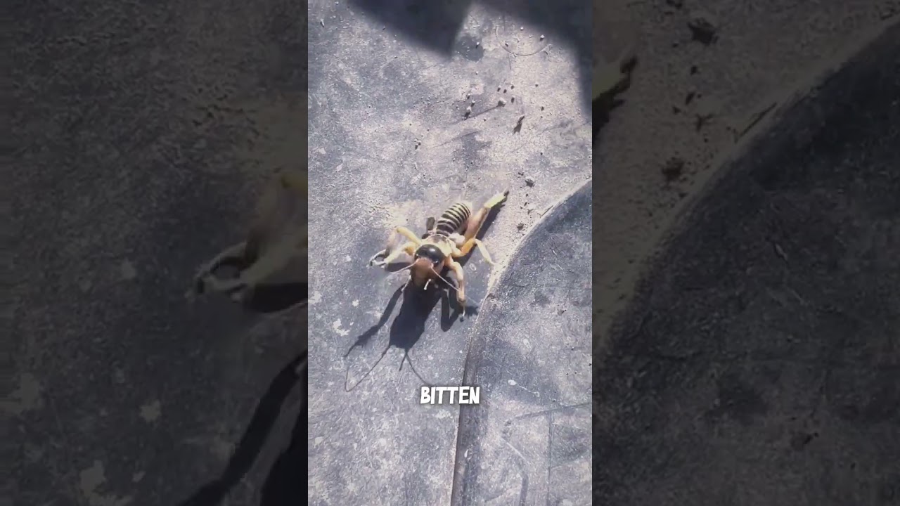 Large Wingless Insects Family 