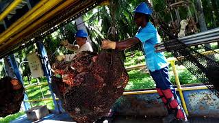 Transporte de fruta de palma de aceite en sistema cable via