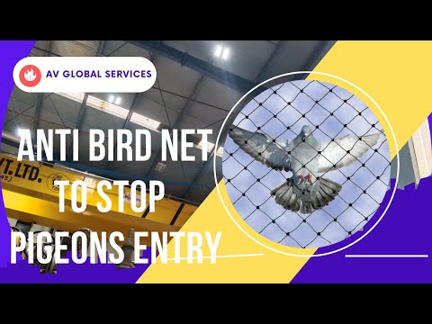 Heavy Duty Bird Netting Installation At Niine Pvt. Ltd. Company By Av Global Services