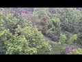 Gentle Rain and Distant Thunder (30 Minutes)
