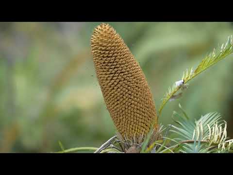 Video: Diferența Dintre Cycas și Pinus