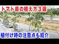 トマトは植え方が超重要!成長スピードを上げる植付け術