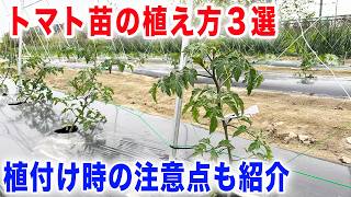 トマトは植え方が超重要！成長スピードを上げる植付け術