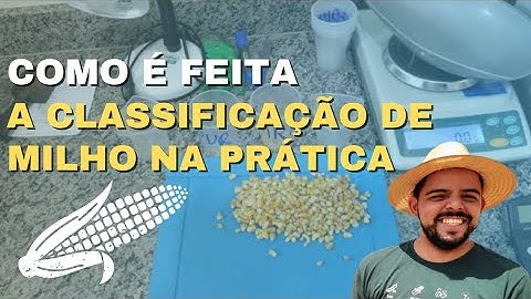Como e feita a  CLASSIFICAÇÃO MILHO na prática