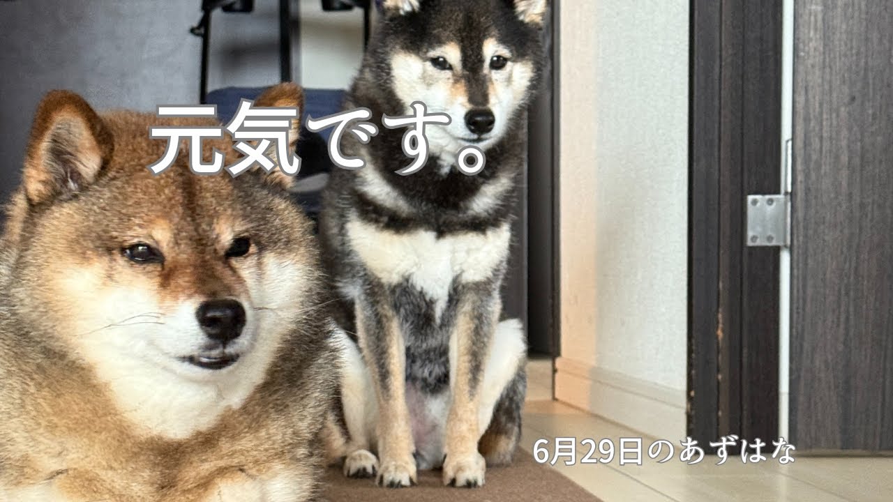 もふもふですが花さんは元気です🤔